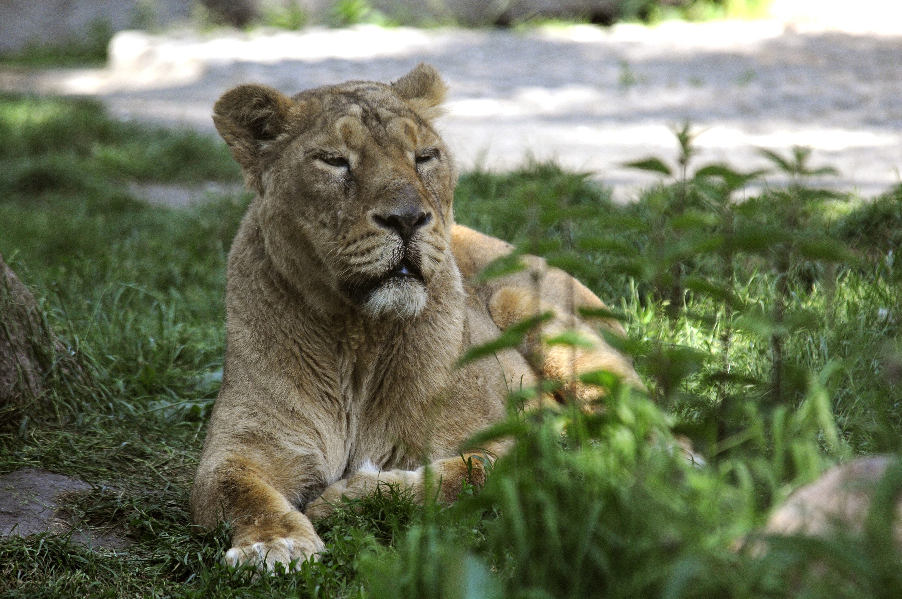 Leeuwen en gorilla's in Blijdorp hebben corona en zitten in quarantaine 