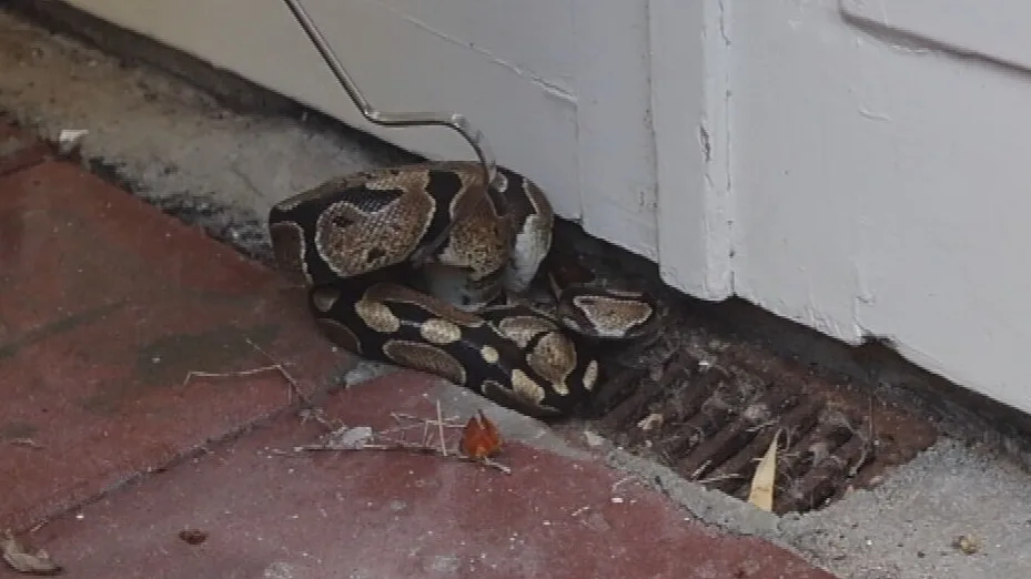 Vrouw vindt enorme slang in haar tuin (en het is geen tuinslang)