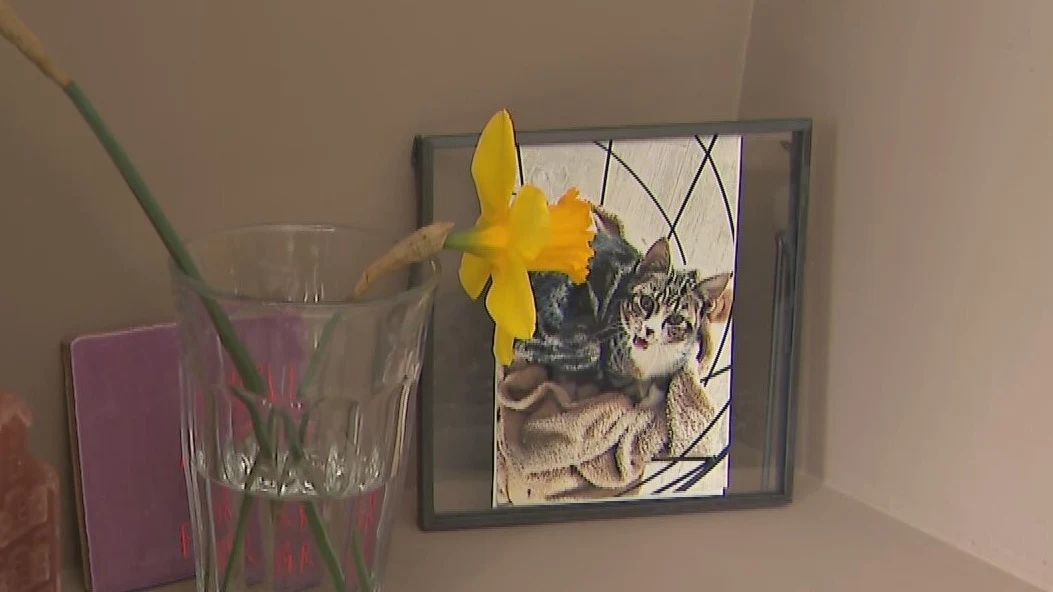 Buurt Sneek start eigen onderzoek naar 80 verdwenen en dode katten