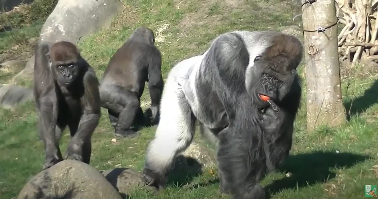 Feest in Diergaarde Blijdorp: gorilla Bokito blaast vandaag 25 kaarsjes uit