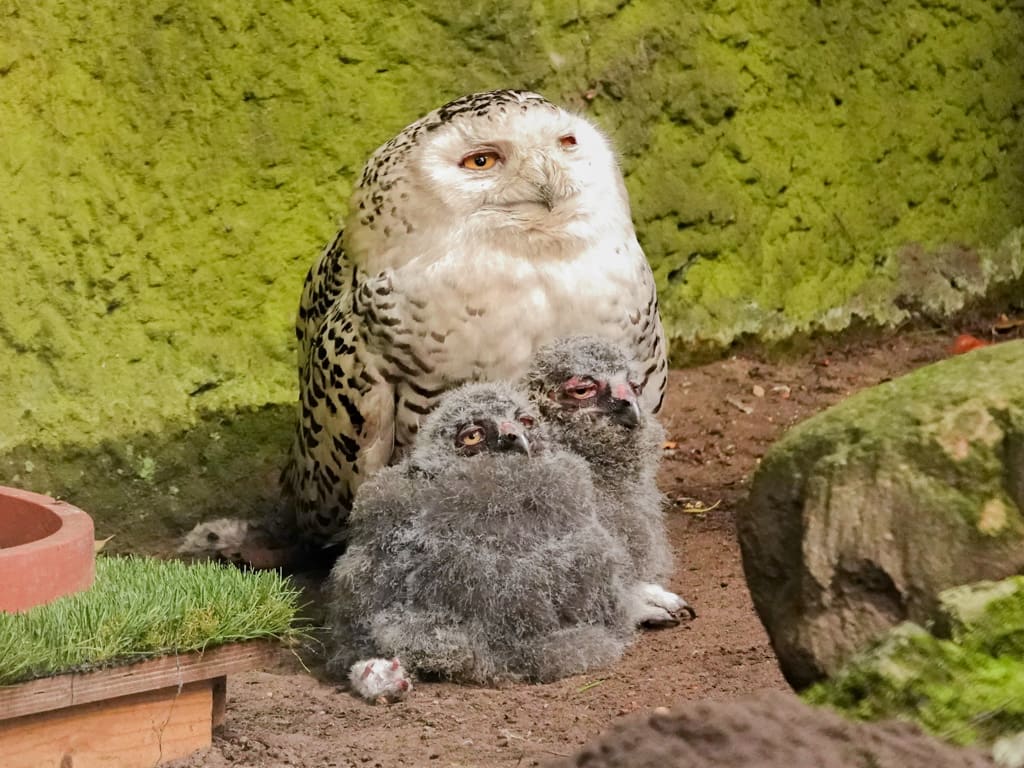 Nieuwe diersoorten beschermd, waaronder een 'filmster'