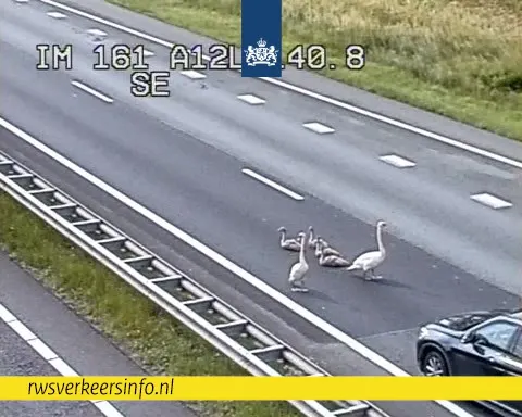 Wandelende zwanen leggen A12 bij Zevenaar plat