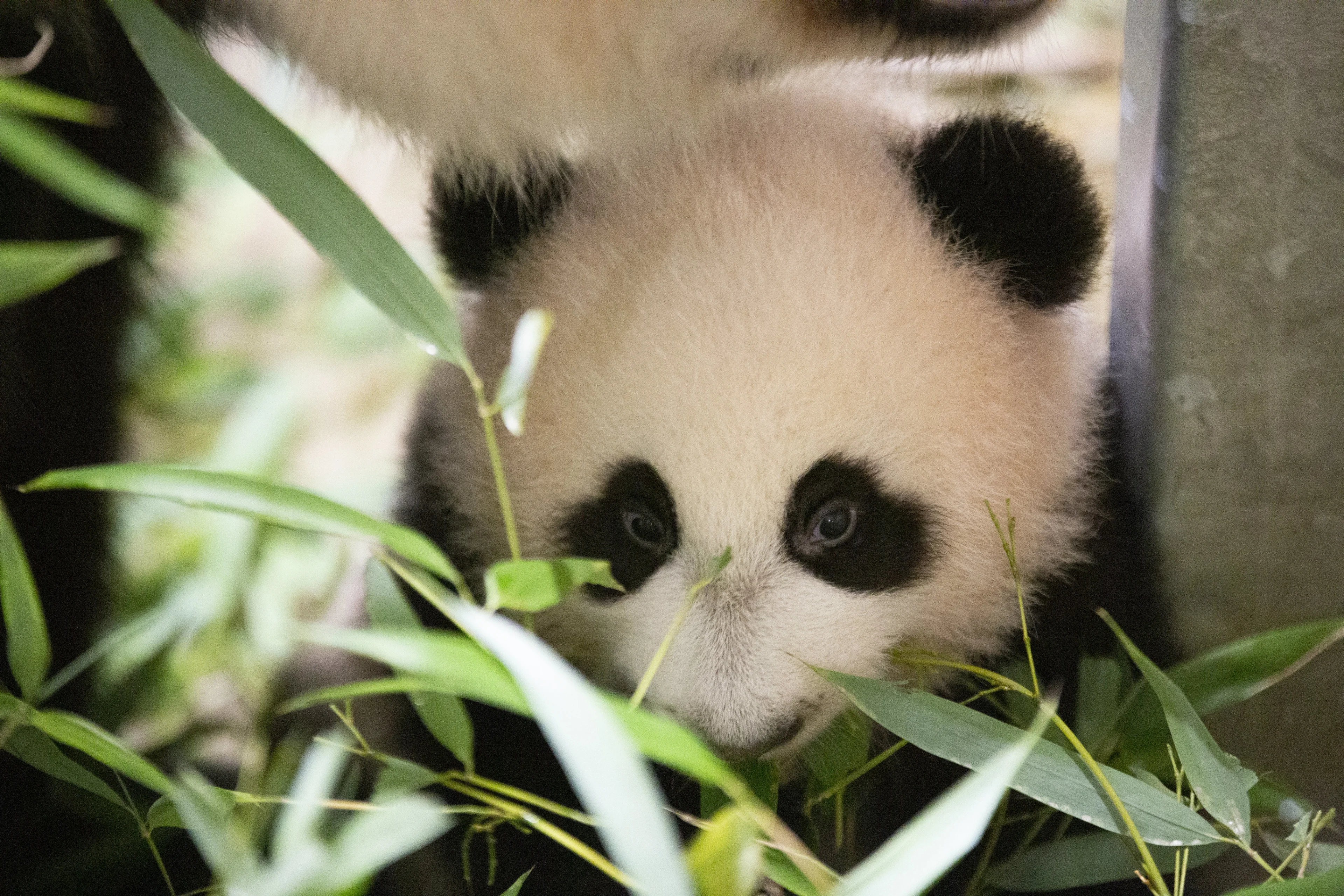 Roze of toch blauwe muisjes? Geslacht pandababy Fan Xing is eindelijk bekend