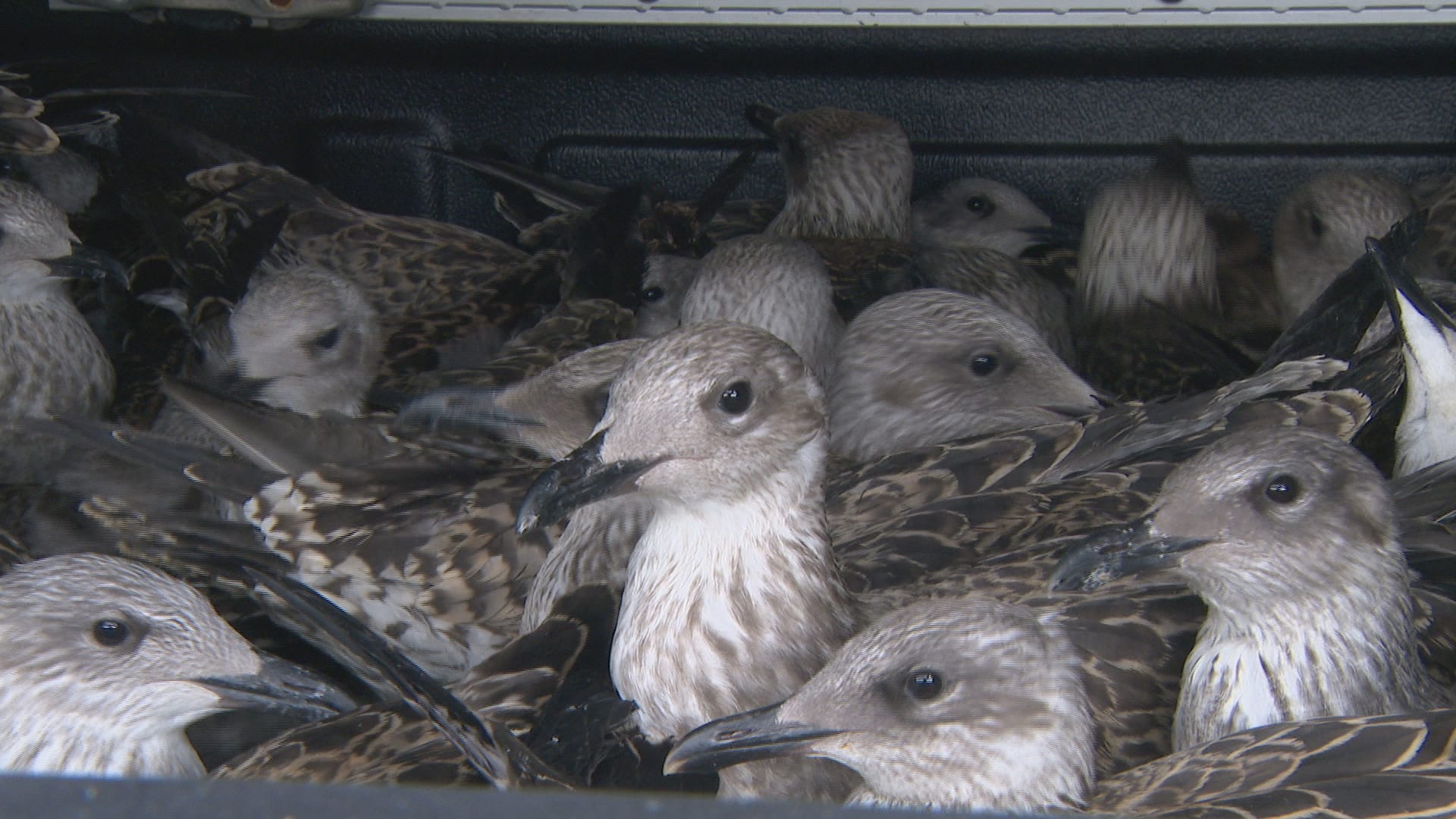 Tientallen gerevalideerde meeuwen uitgezet op strand IJmuiden