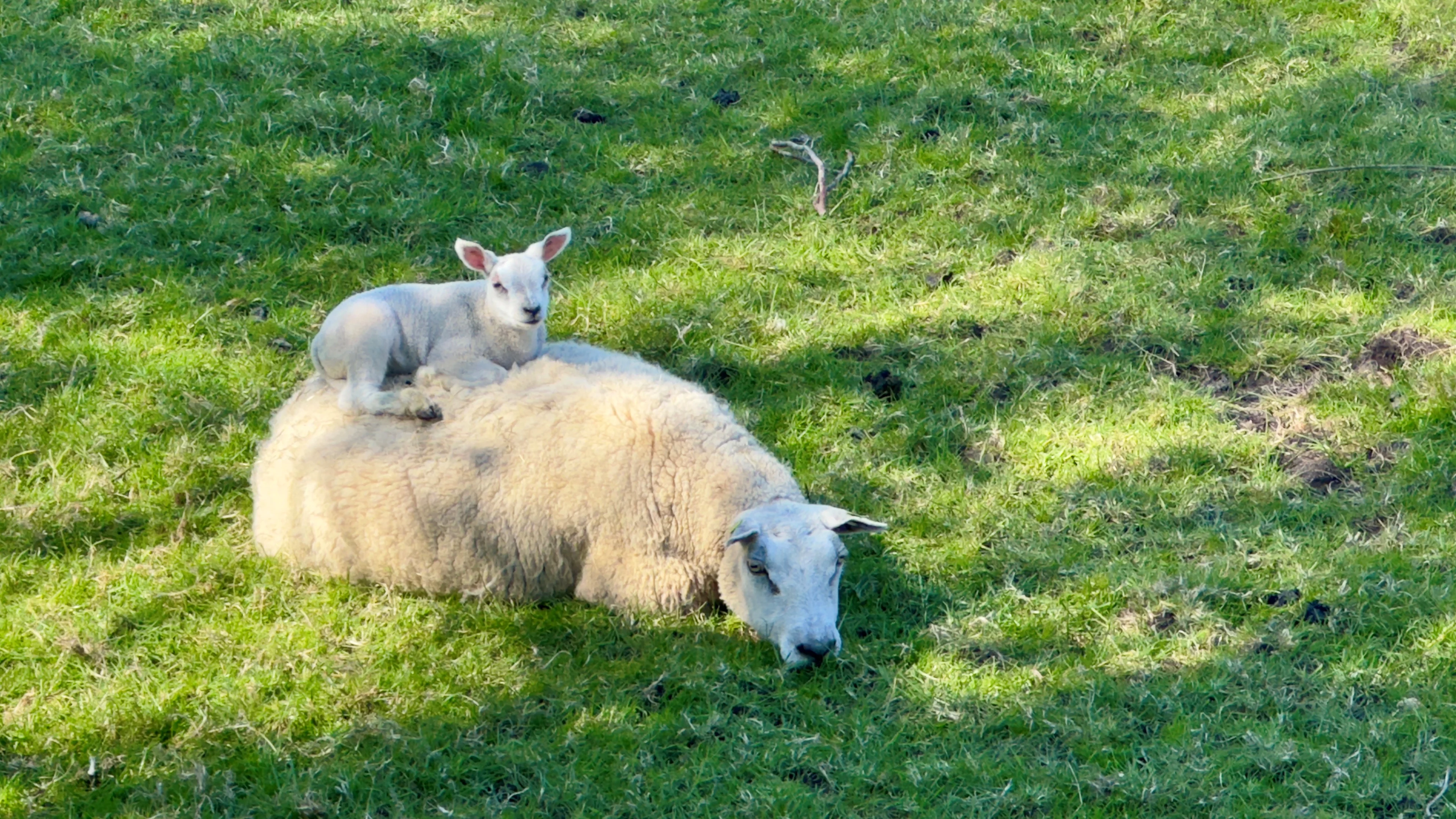 Lentezon breekt snel door na grijze ochtend, dit weekend stuk warmer