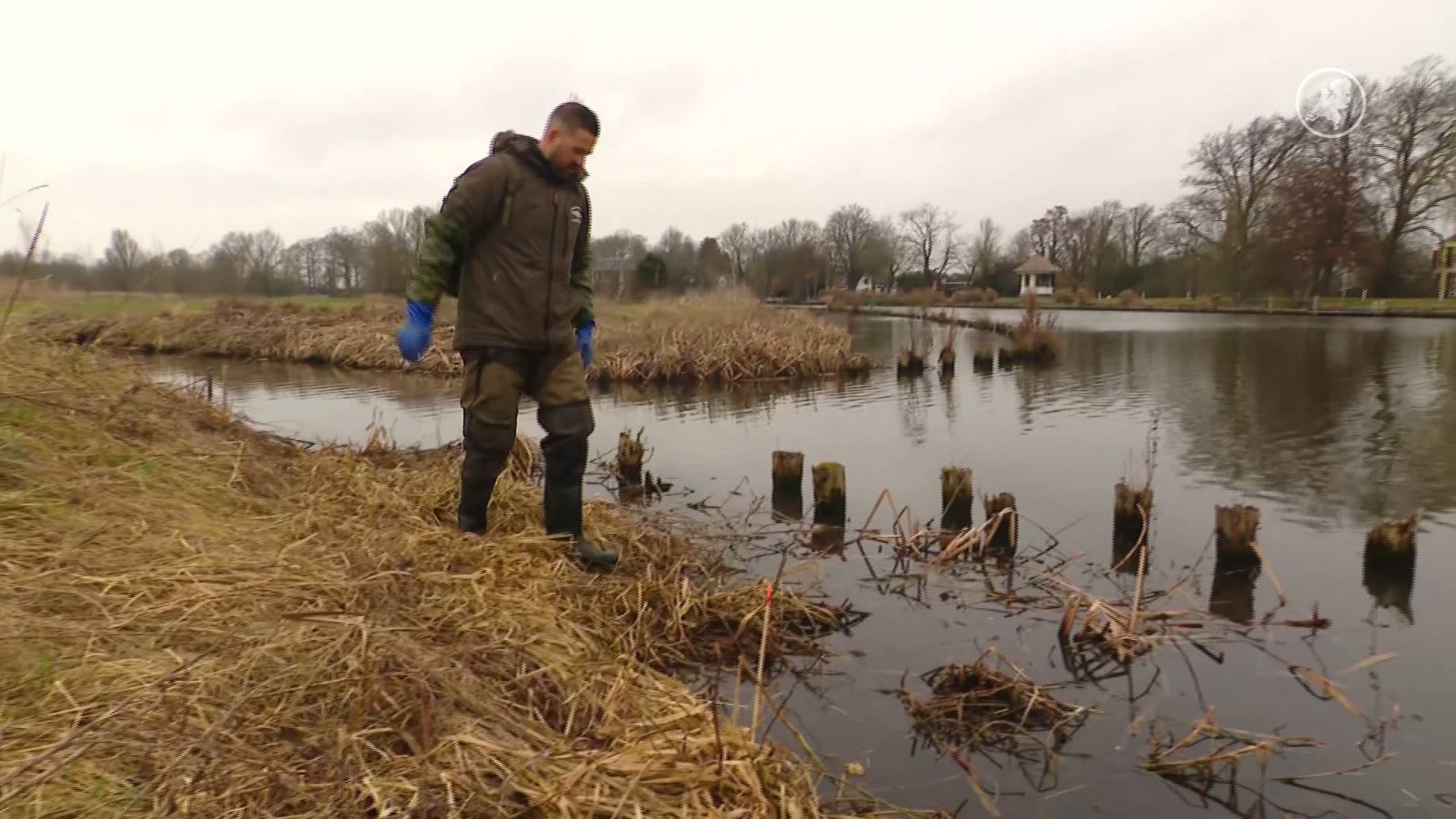 Muskusrat rukt op ondanks massale vangst