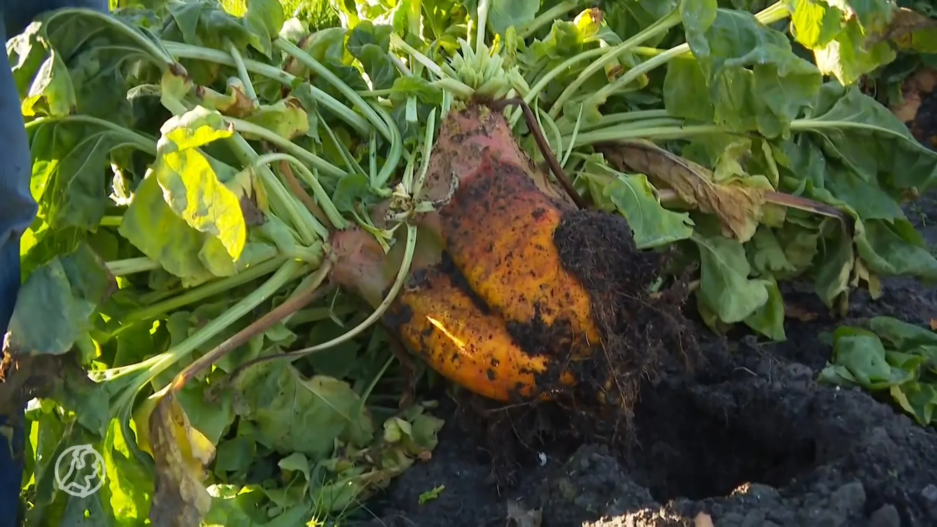 Strijd om zwaarste voederbiet barst los in Noord-Holland