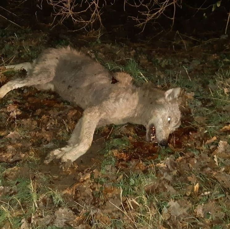 Wolf doodgereden op provinciale weg bij Elspeet