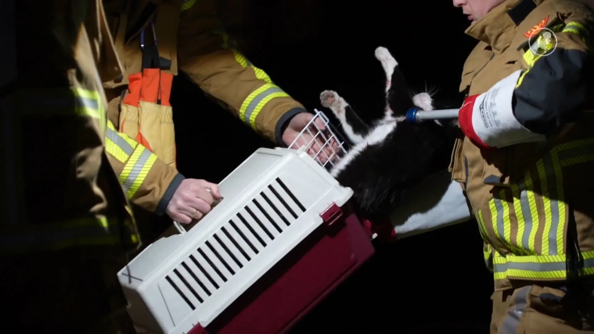 Ongelofelijke reis: kat 70 km vast onder motorkap