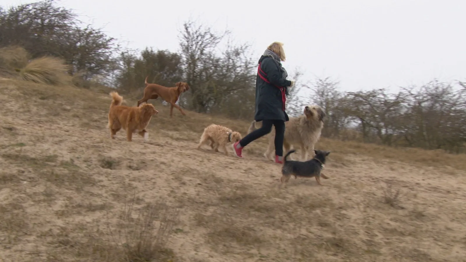 Net nu hondenuitlaatservices het druk krijgen worden ze beperkt in Zandvoortse duinen
