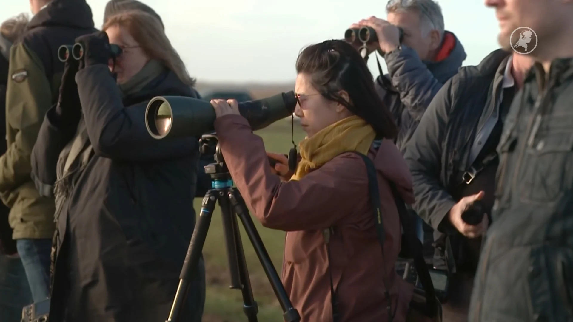 Grote drukte in Eemdijk om groep zeldzame velduilen