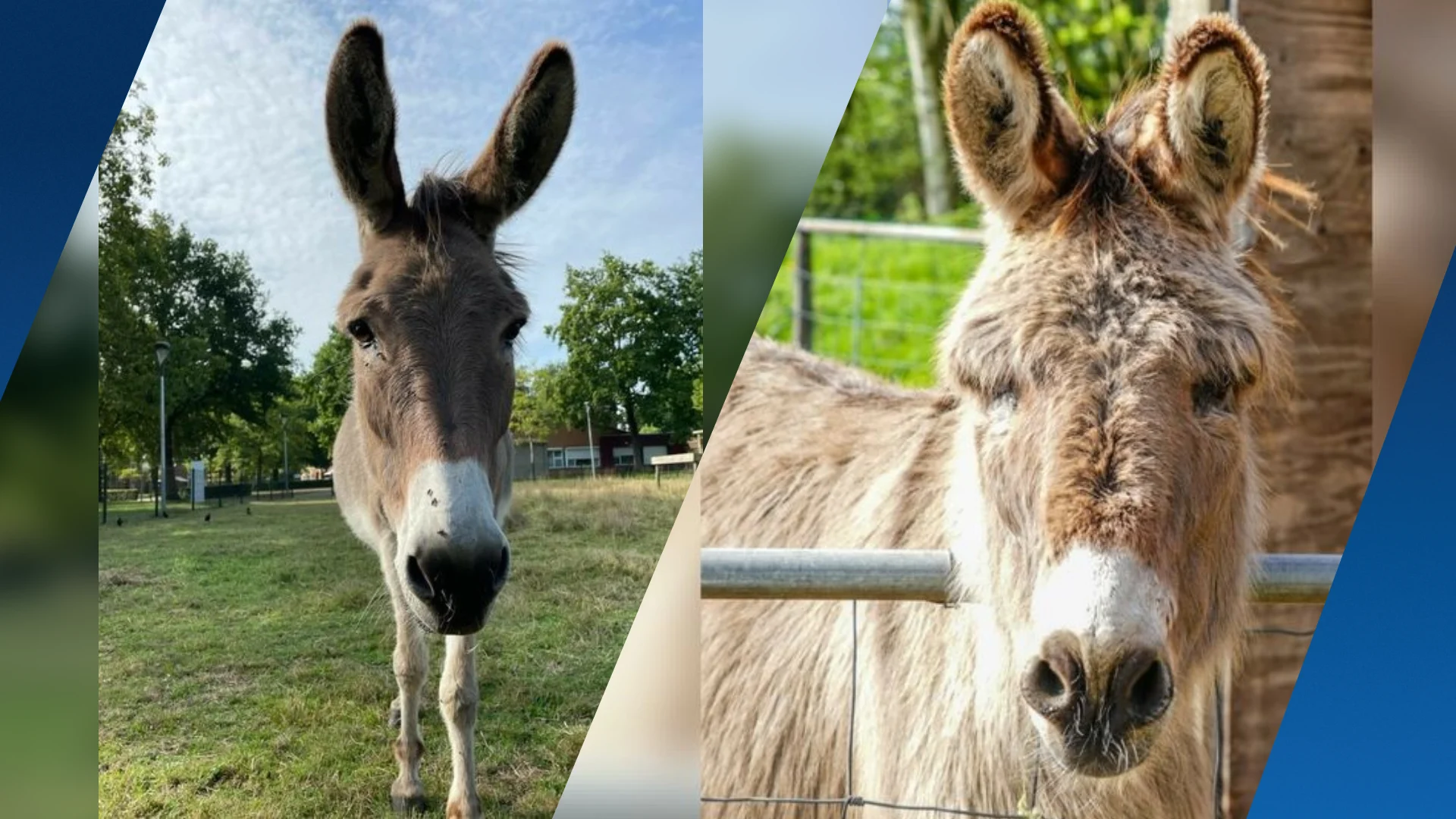 Ezel Bert alleen na brute aanval: bewoners starten actie voor nieuw maatje