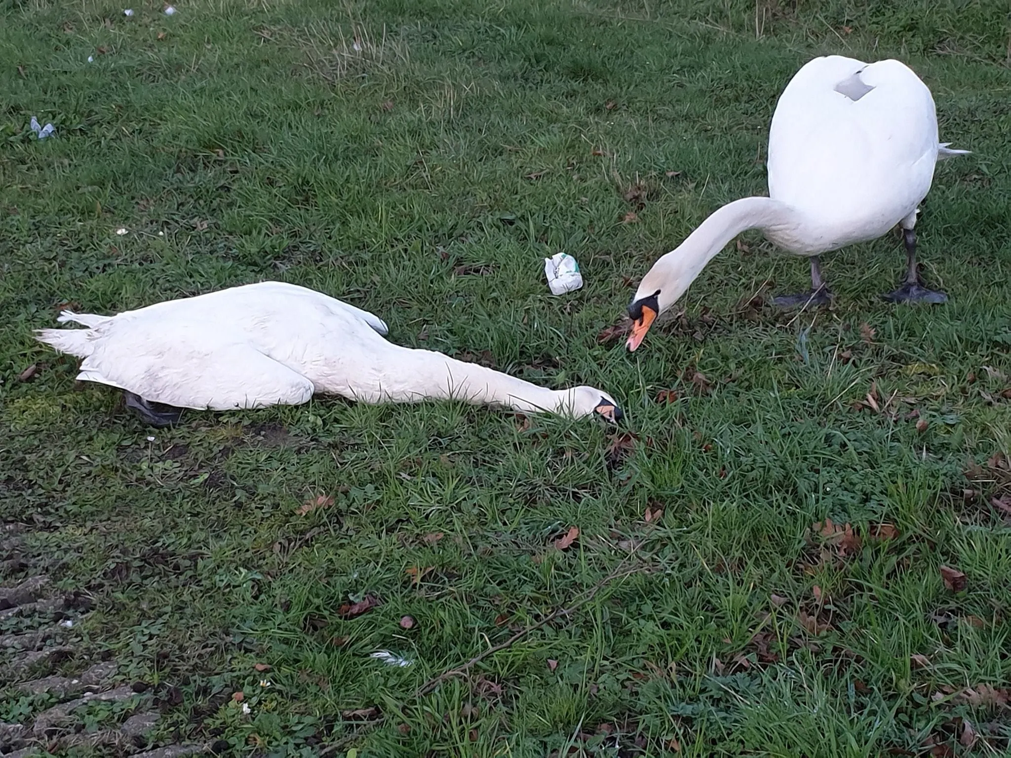 Zwaan blijft waken over zijn doodgereden vrouwtje: ‘Dan breekt toch je hart’