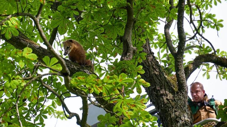 Rode neusbeer zit vast in boom Breda: 'Vangen kan nog uren, dagen duren'