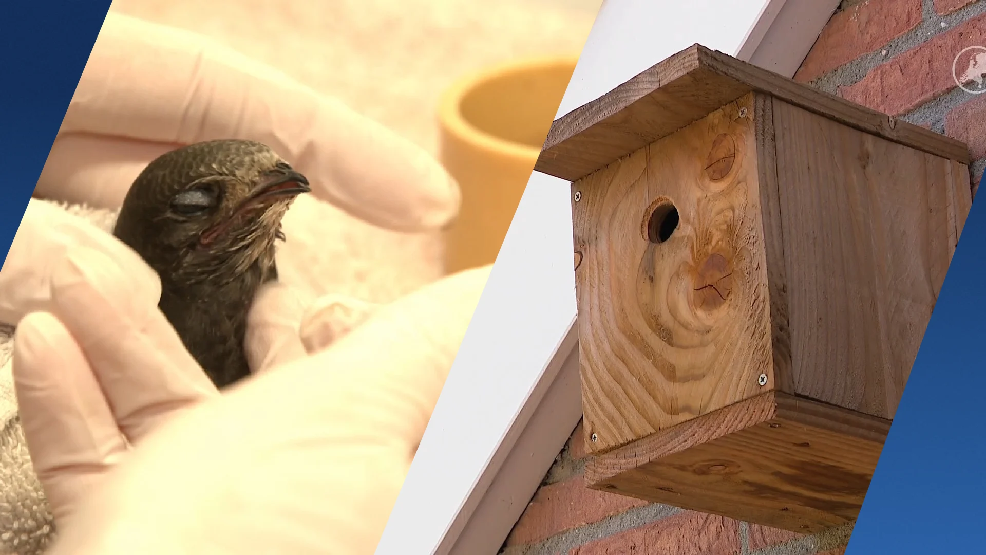 Gierzwaluwen massaal oververhit door verkeerd opgehangen nestkastjes