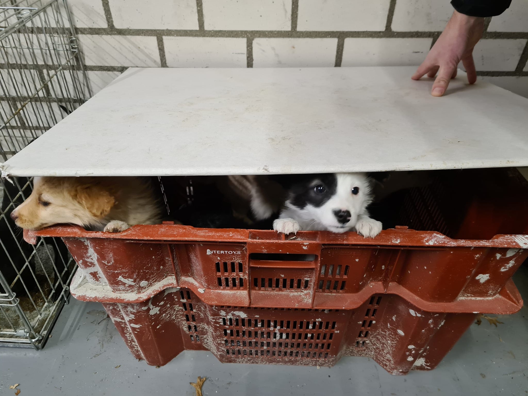 Politie redt zeven puppy's uit criminele handen