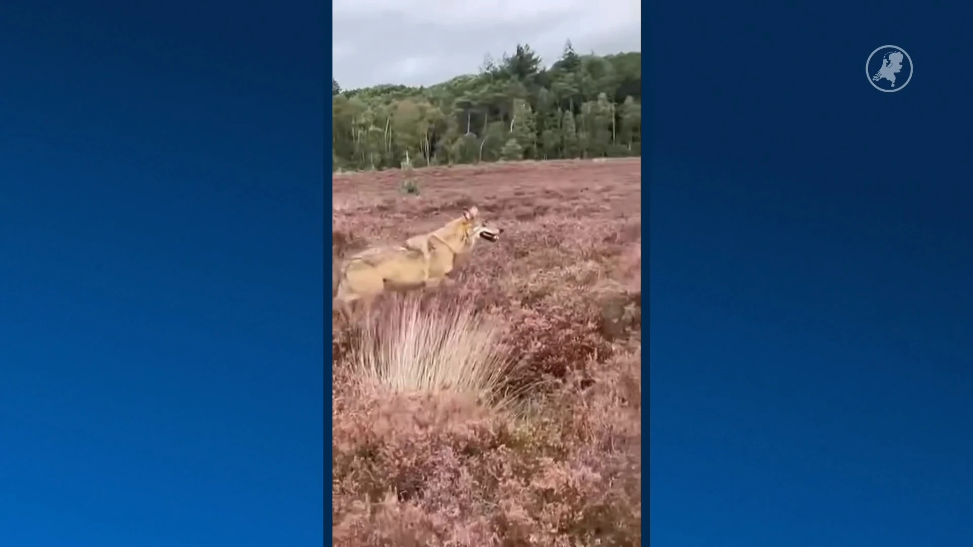 Opnieuw hond schaapskudde Gelders natuurgebied gebeten door wolf