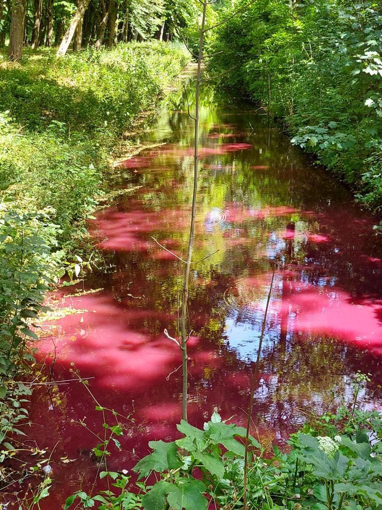 Huh, waarom is deze sloot in Amsterdamse Bos opeens flamingo-roze?