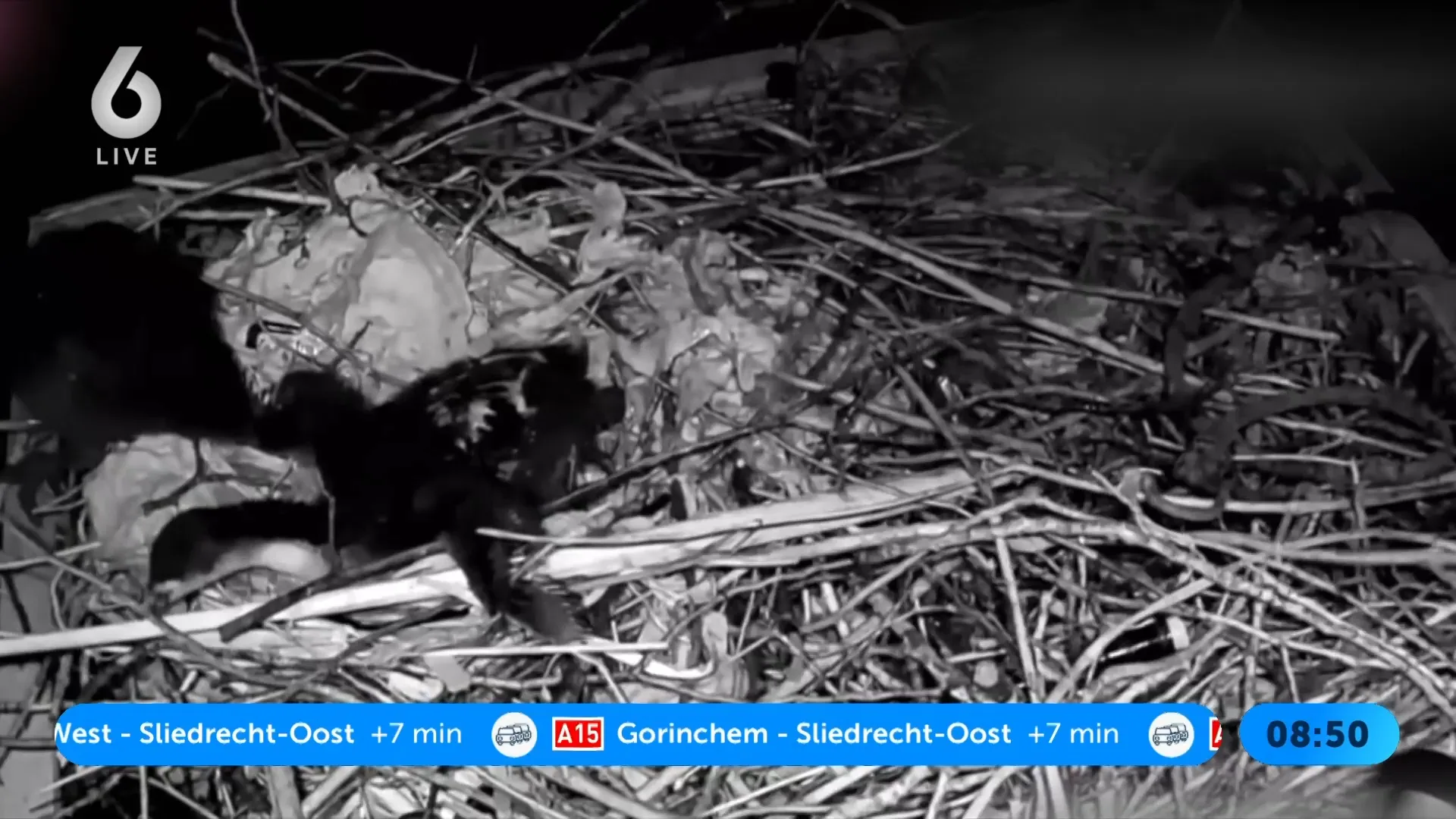 Drie meerkoetkuikens belaagd met een bierflesje, aangifte gedaan