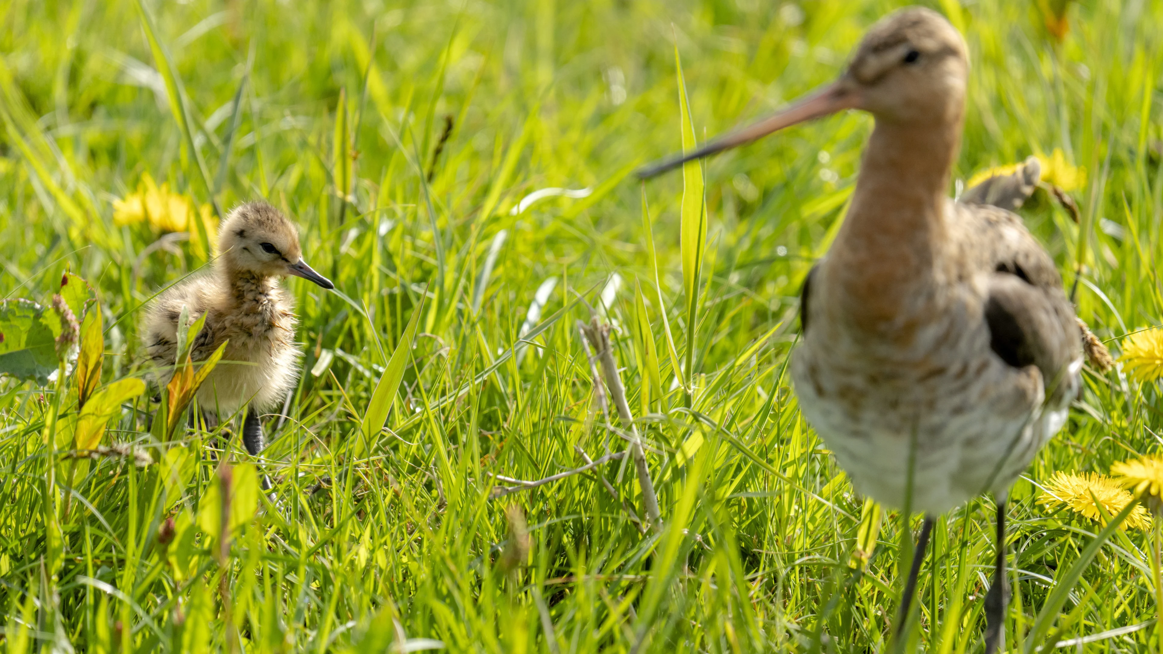 Meer broedvogels in Nederland, veel minder boerenlandvogels