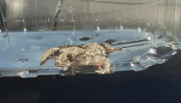 Gekko lift tussen fruit mee naar distributiecentrum in Veghel