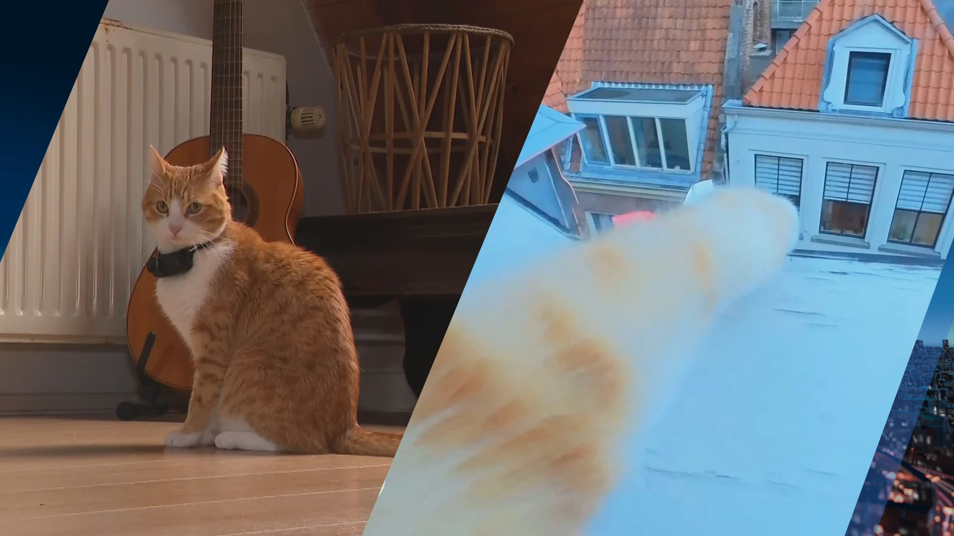 YouTube-kat Ros uit Deventer is ware hit: wereldberoemd en miljoenen fans