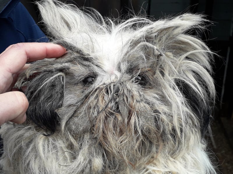 Zwaar verwaarloosde honden in beslag genomen in Friese woning