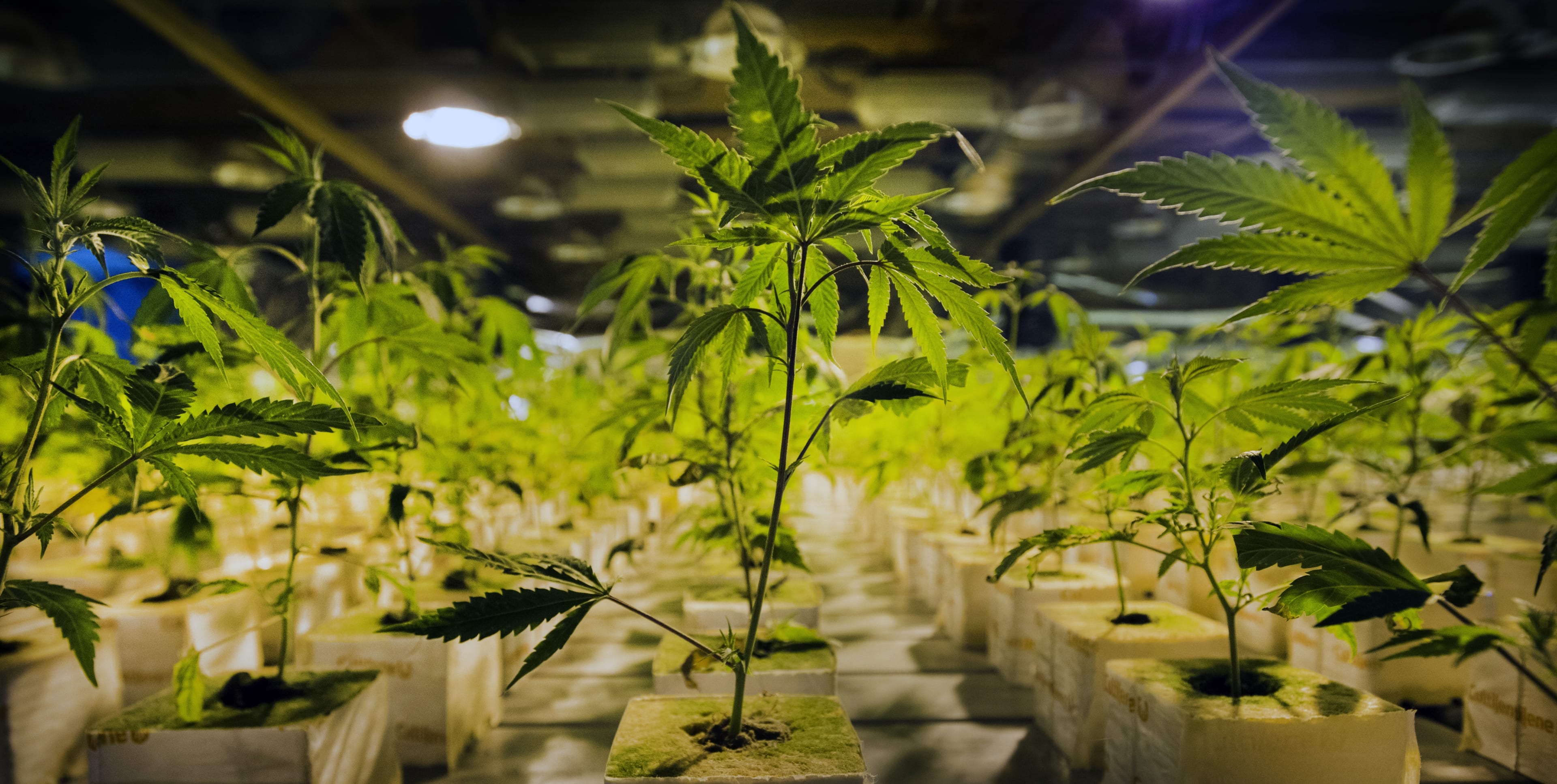 Blijdschap dat wietfabriek in polder geuroverlast moet stoppen