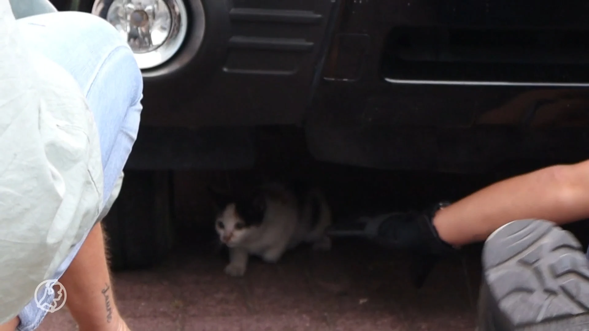 Verstopt katje in Schiedam zet hulpdiensten urenlang aan het werk