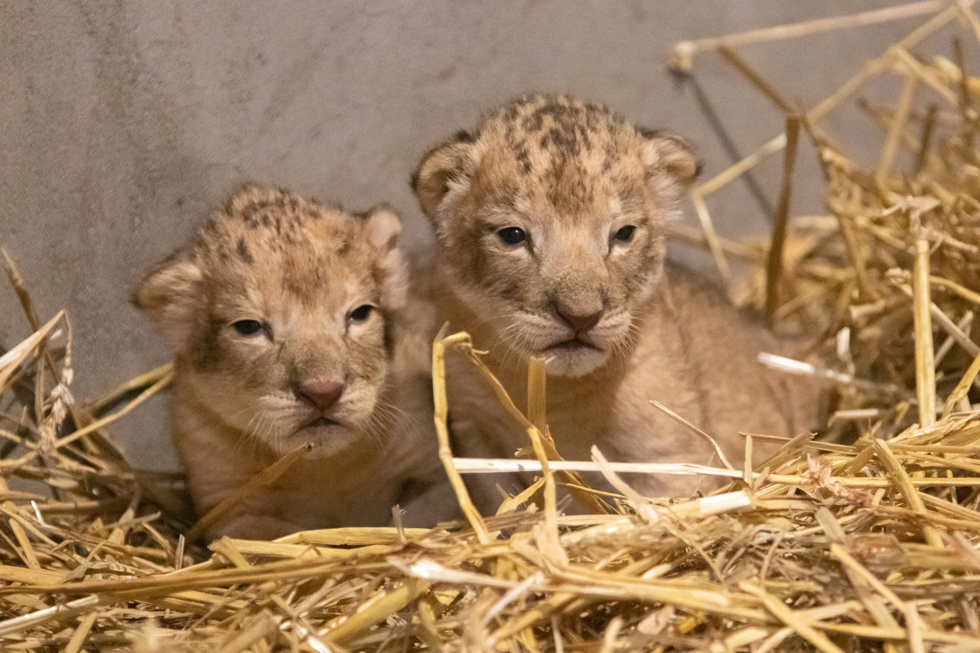 ZIEN: Leeuwenfamilie in DierenPark Amersfoort uitgebreid met twee welpen