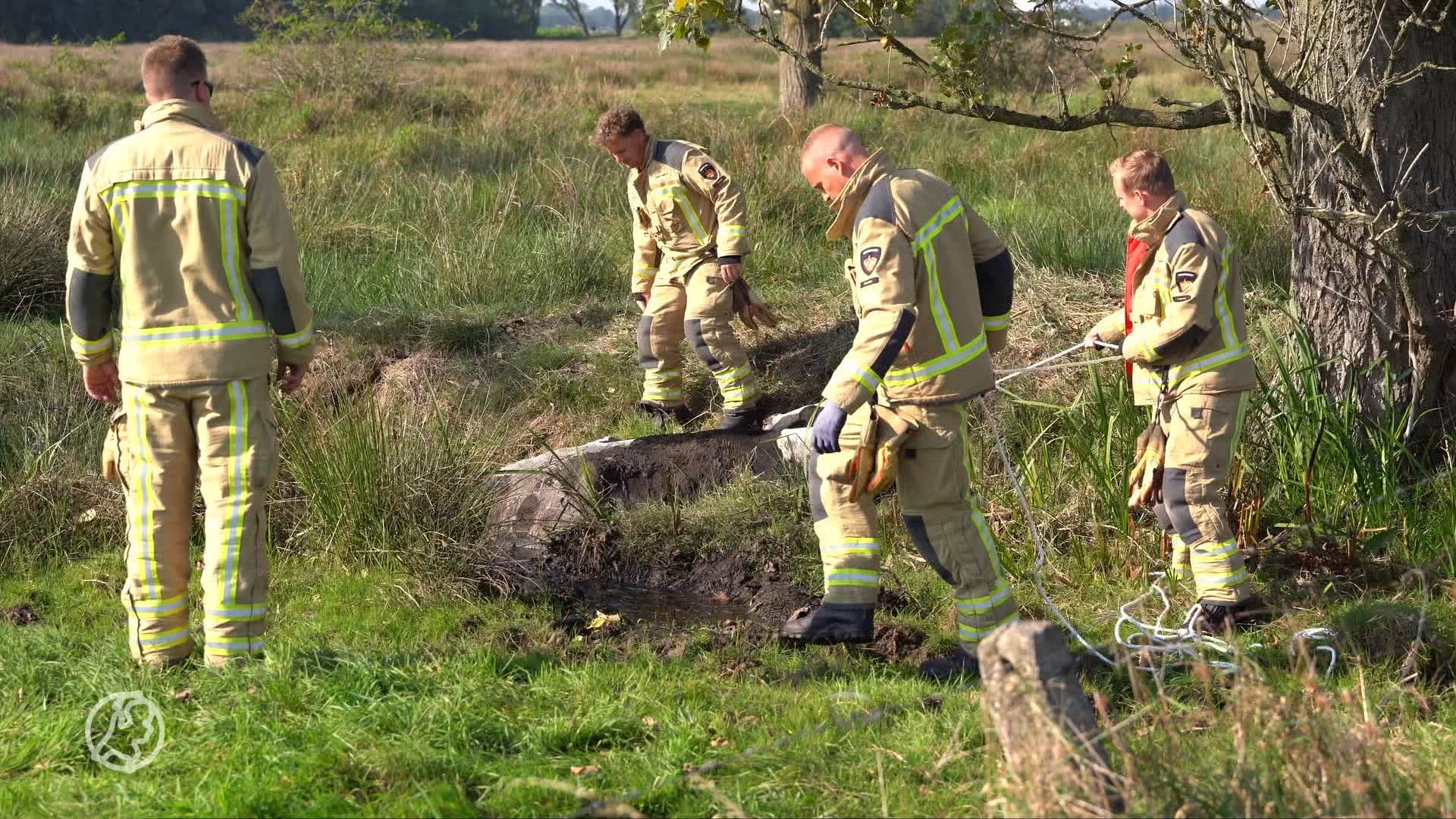 Brandweer en boer uur bezig om koe uit moddersloot te redden