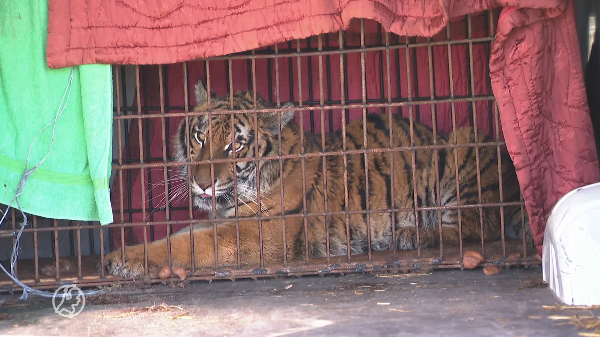 Stichting Leeuw laat zwaar getraumatiseerde tijgerin uit Oekraïne inslapen