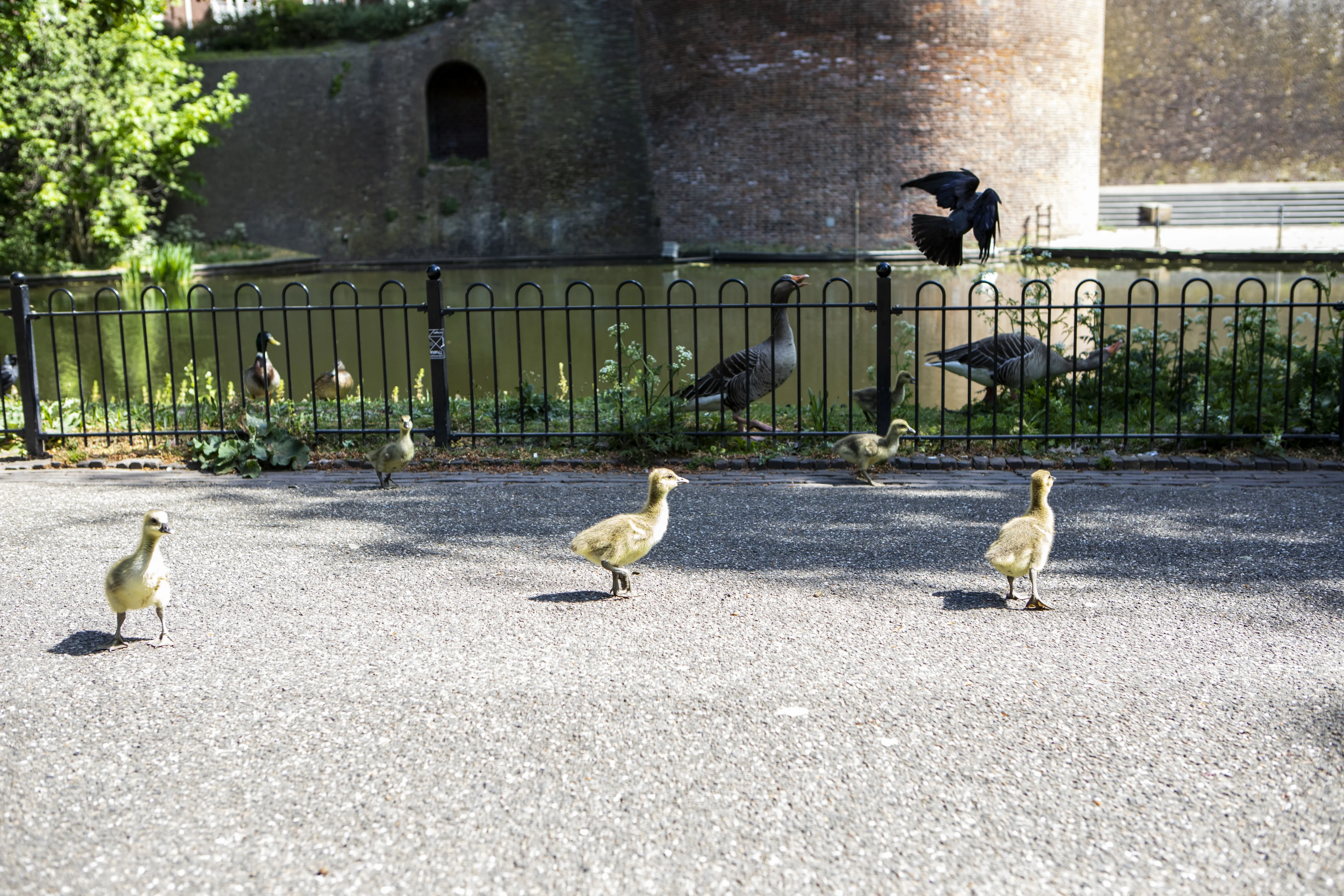 Yvonne redde het leven van drie ganzen: 'Die lieverds zien me echt als moeder'