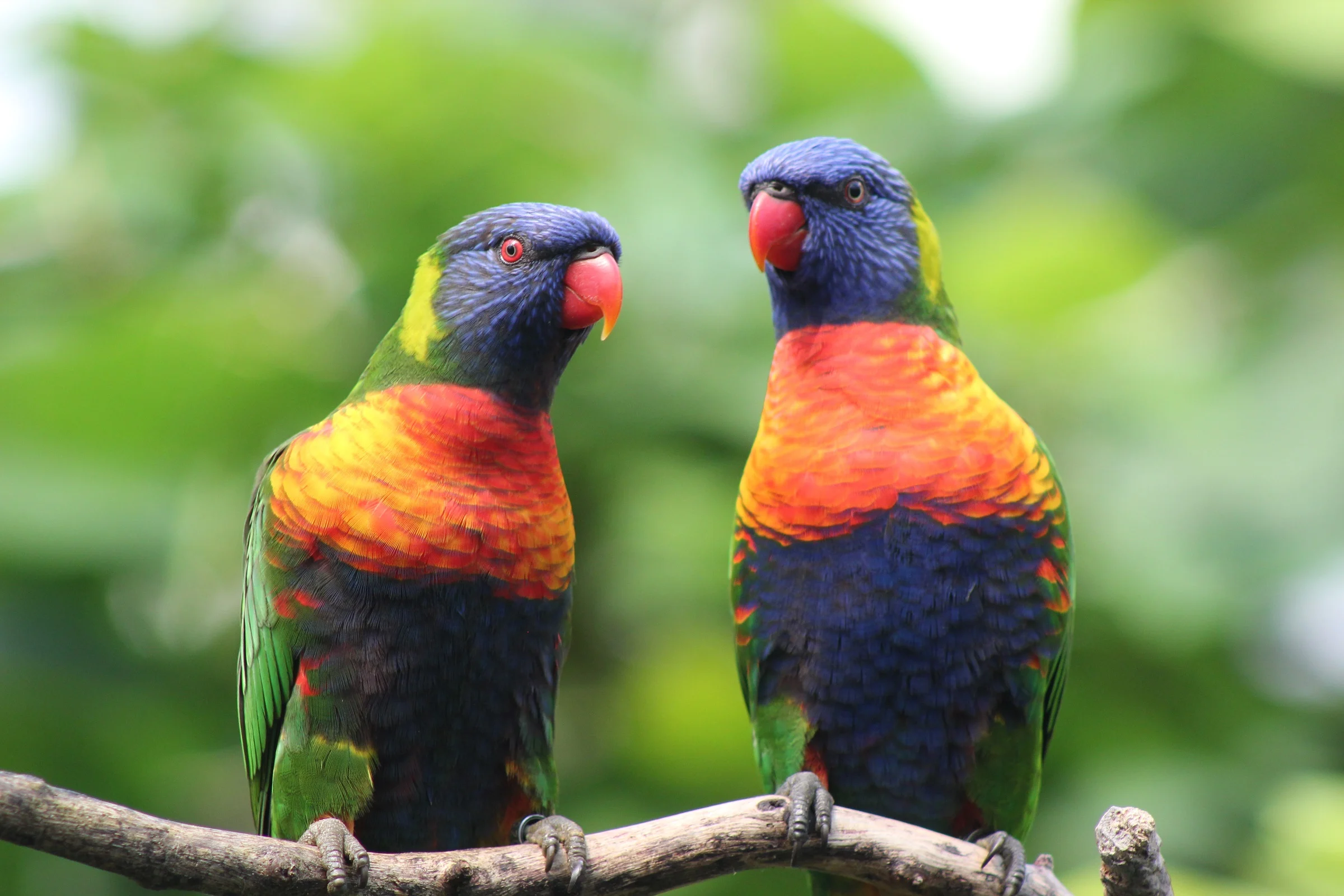 Vogelgebied Wildlands weer open na plotselinge vogelsterfte