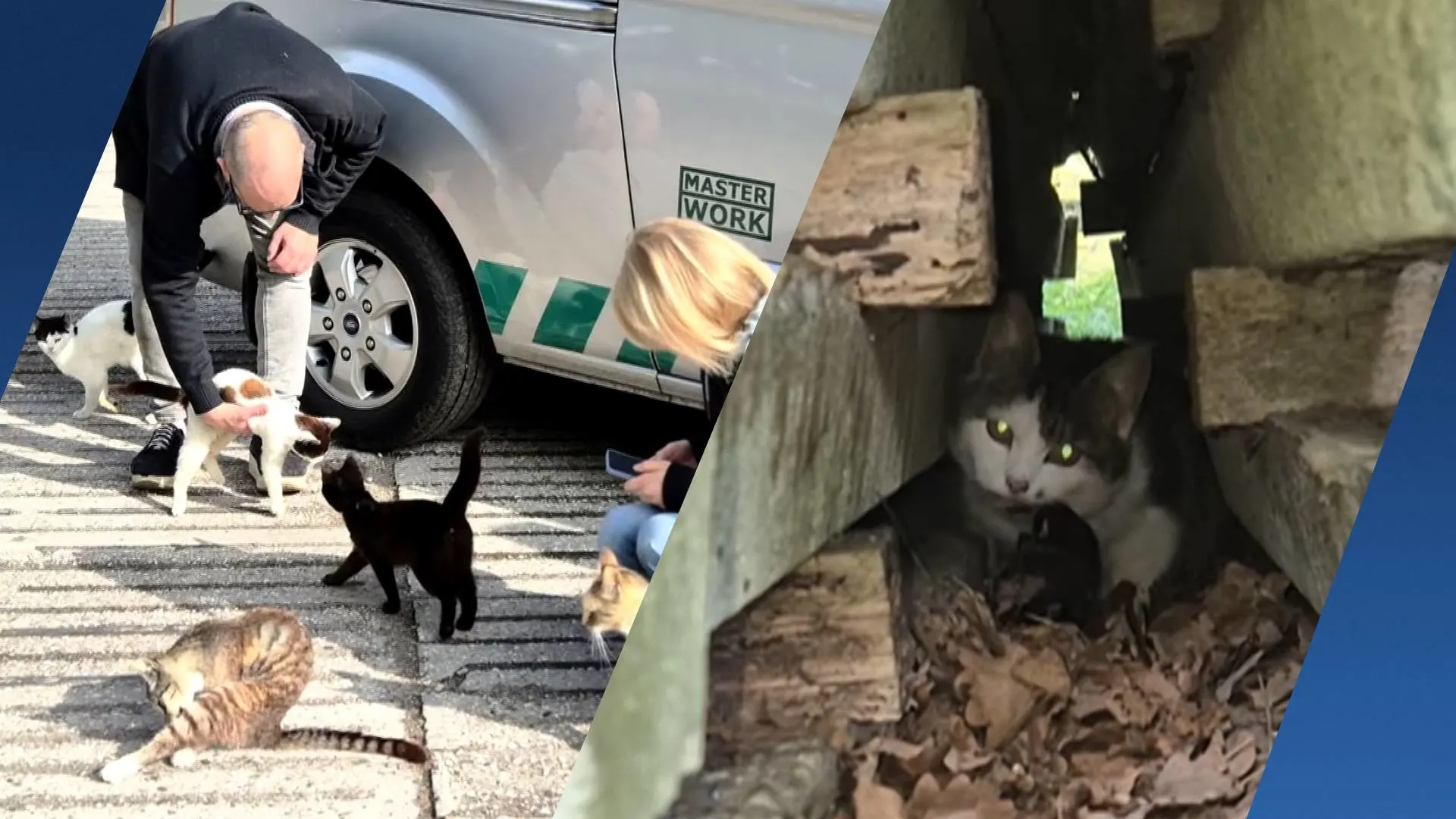 Tientallen katten achtergelaten op camping, poes bevalt tussen betonblokken
