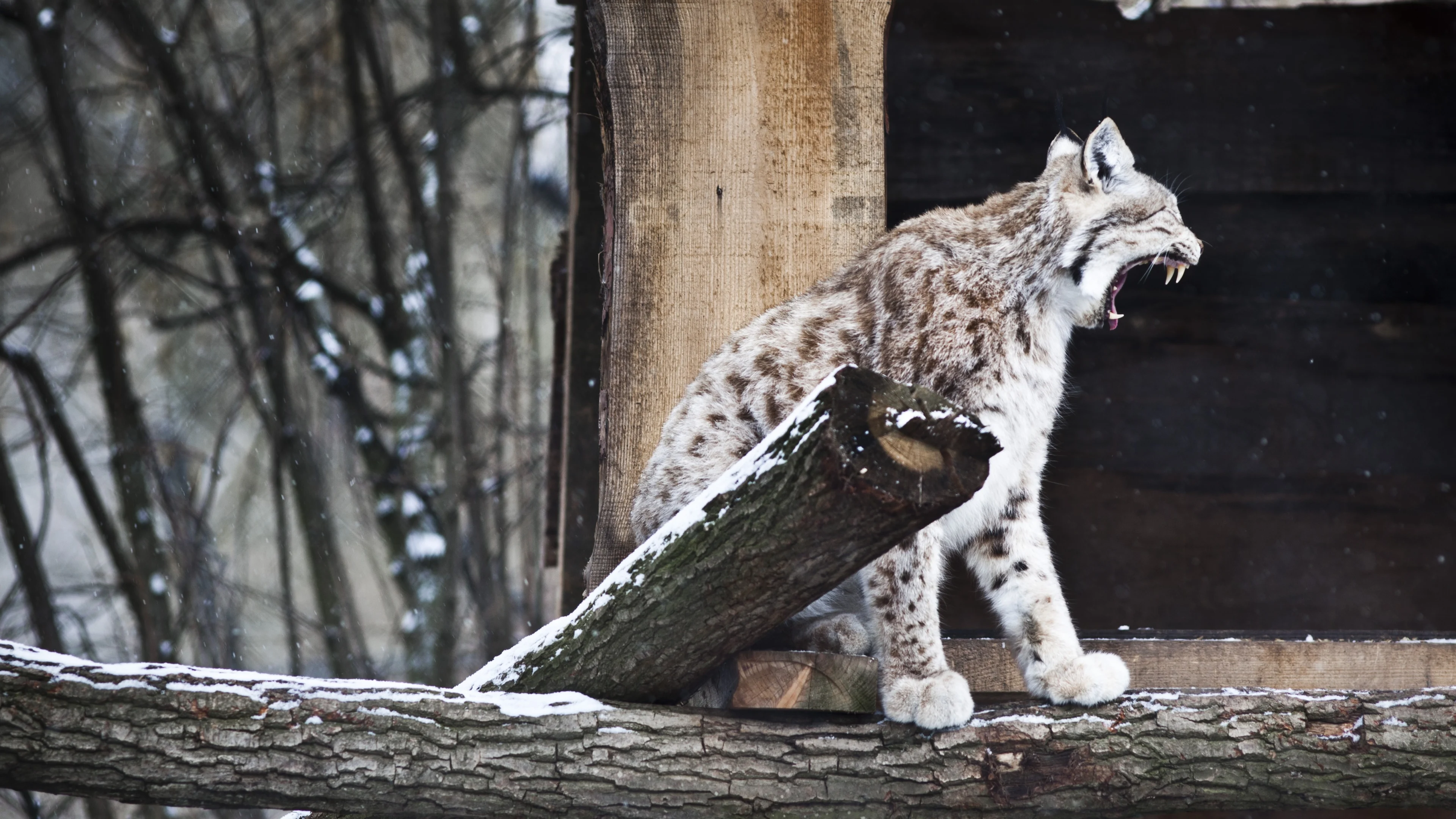 Ontsnapte lynx Kasteelpark Born weer gevangen en teruggebracht