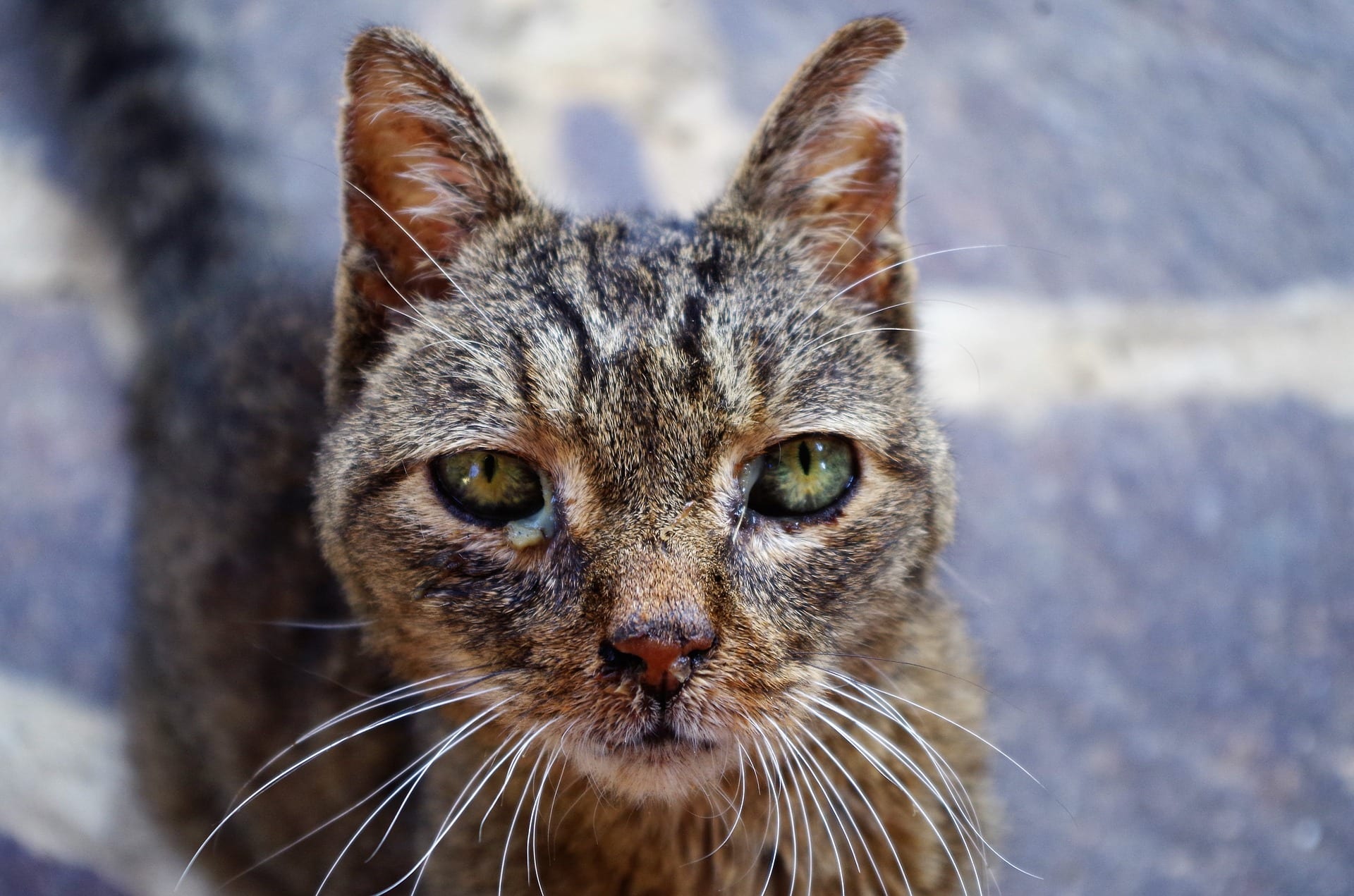 Dierenartsen waarschuwen voor dodelijke kattenziekte: 'Laat je dier zo snel mogelijk inenten!'