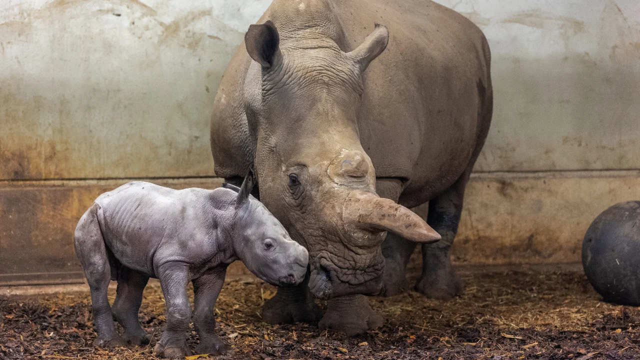 Neushoornmoeder in Burgers' Zoo bevalt voor achtste keer keer van jong