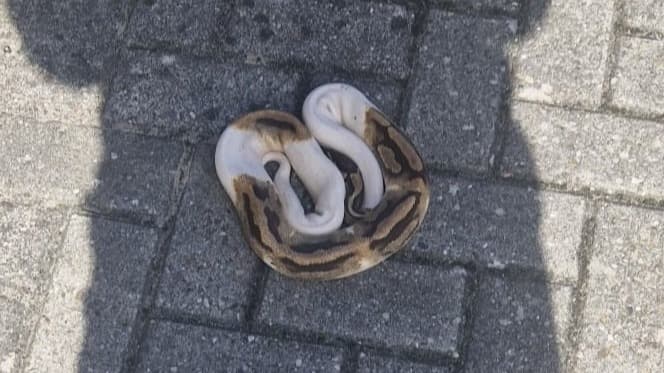 Koningspython kruipt over straat in Hoogersmilde