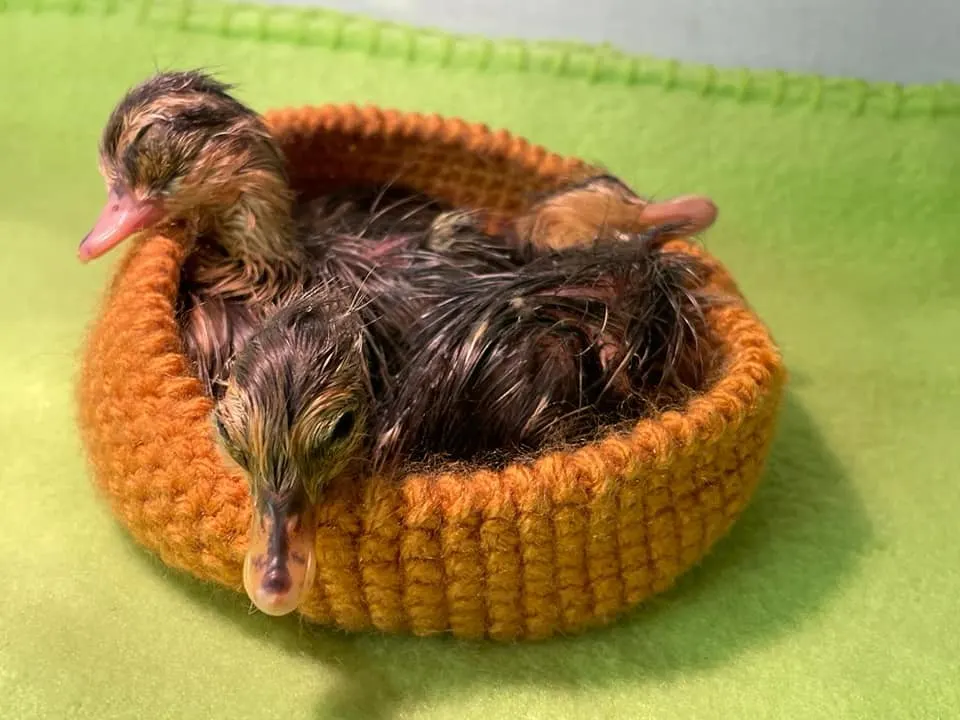 Jongens overgieten broedende moedereend met frisdrank en gooien al haar eieren kapot