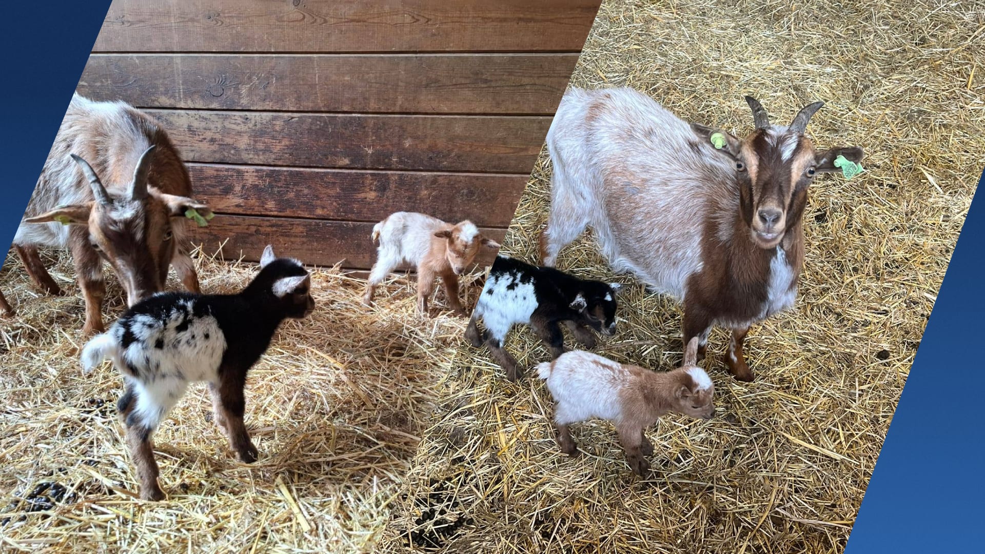 Paniek bij kinderboerderij: jonge dwerggeitenlammeren spoorloos 