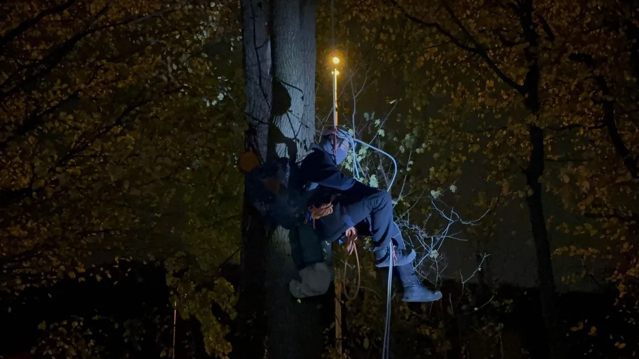 Actievoerders klimmen in bomen langs A2 om kap te stoppen