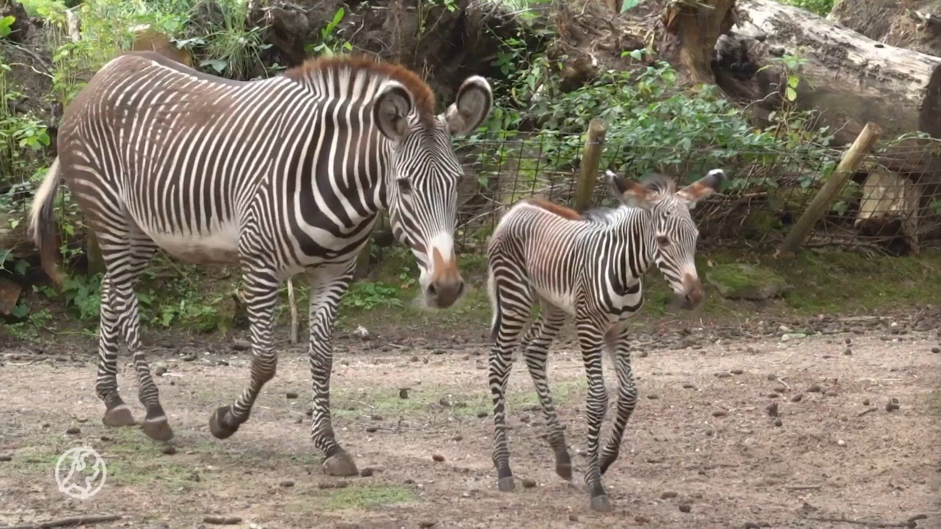 Zebraveulen geboren in Amersfoort: 'Geboorte volgens het boekje'