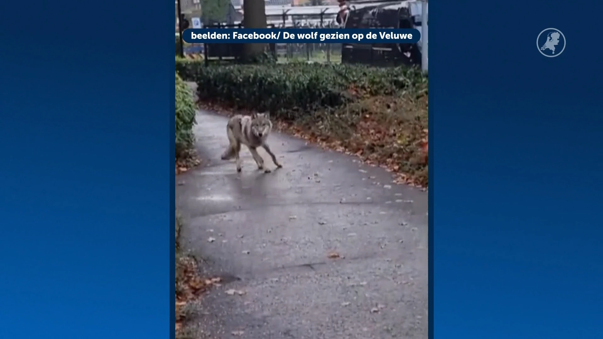 Opnieuw oog in oog met een wolf: dit keer is het raak in Ermelo
