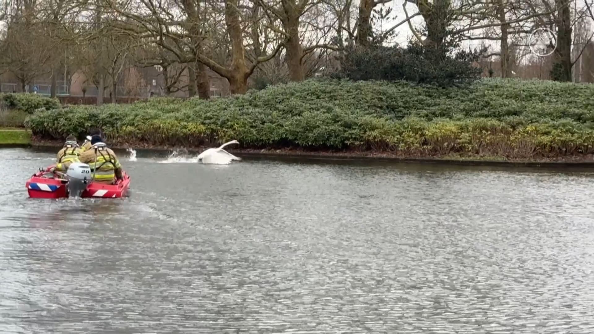 Zwaan laat zich niet zomaar vangen: brandweer en Dierenbescherming uren bezig