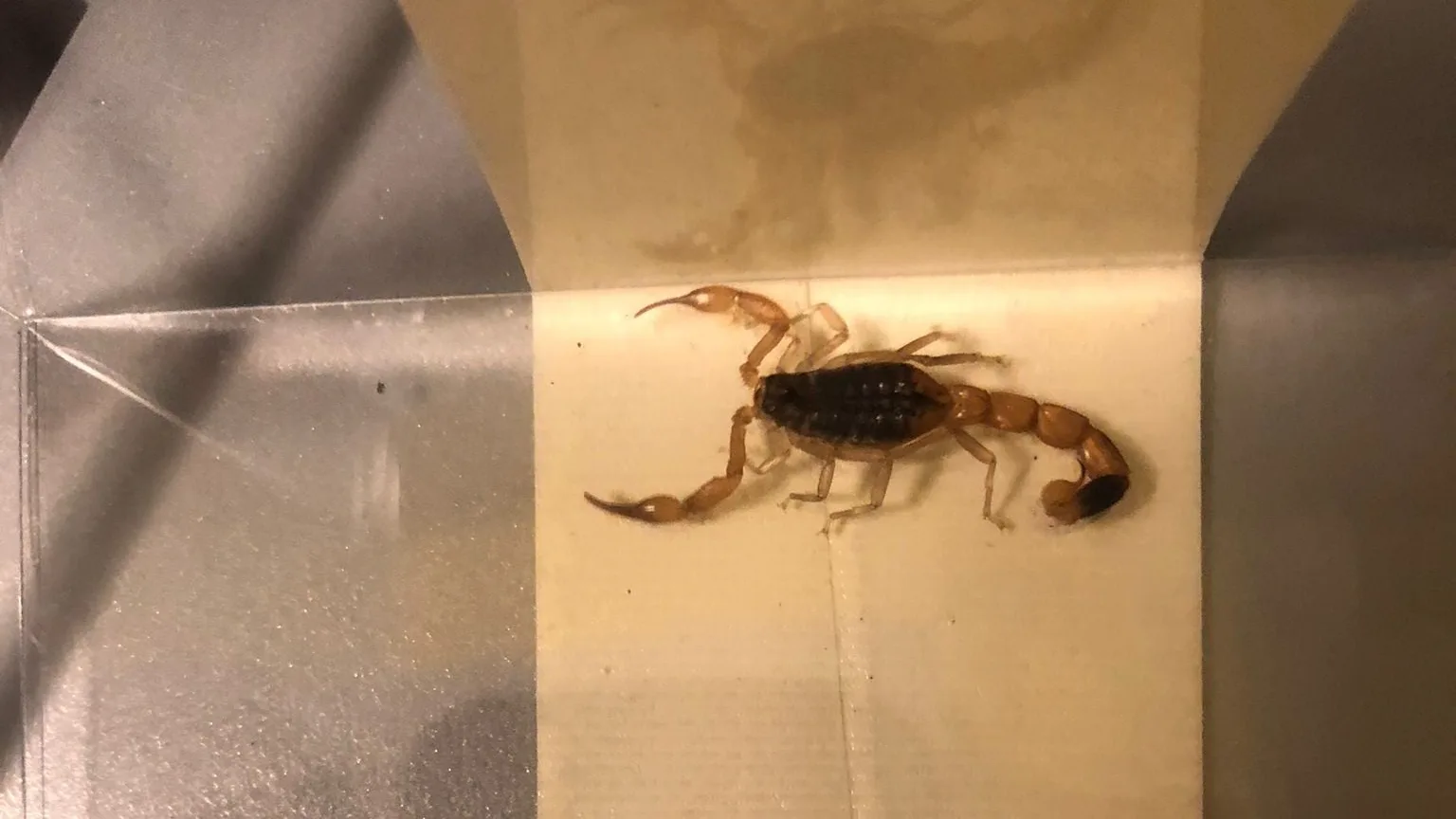 Schorpioen die GGD-medewerker prikte in museum vereeuwigd