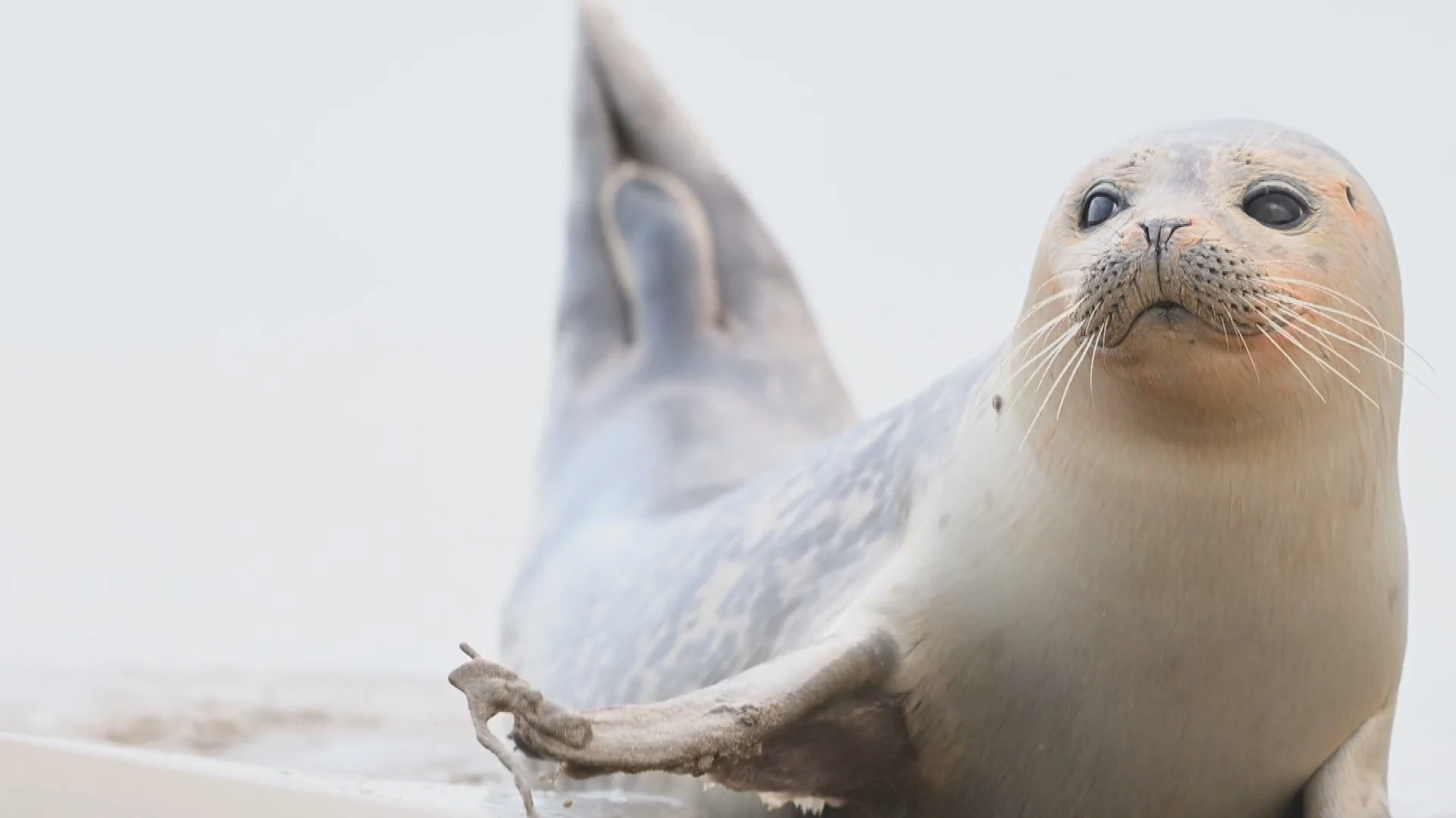 Zeehonden spoelen aan op strand in Katwijk: 'Ze zijn op een soort van doorreis'