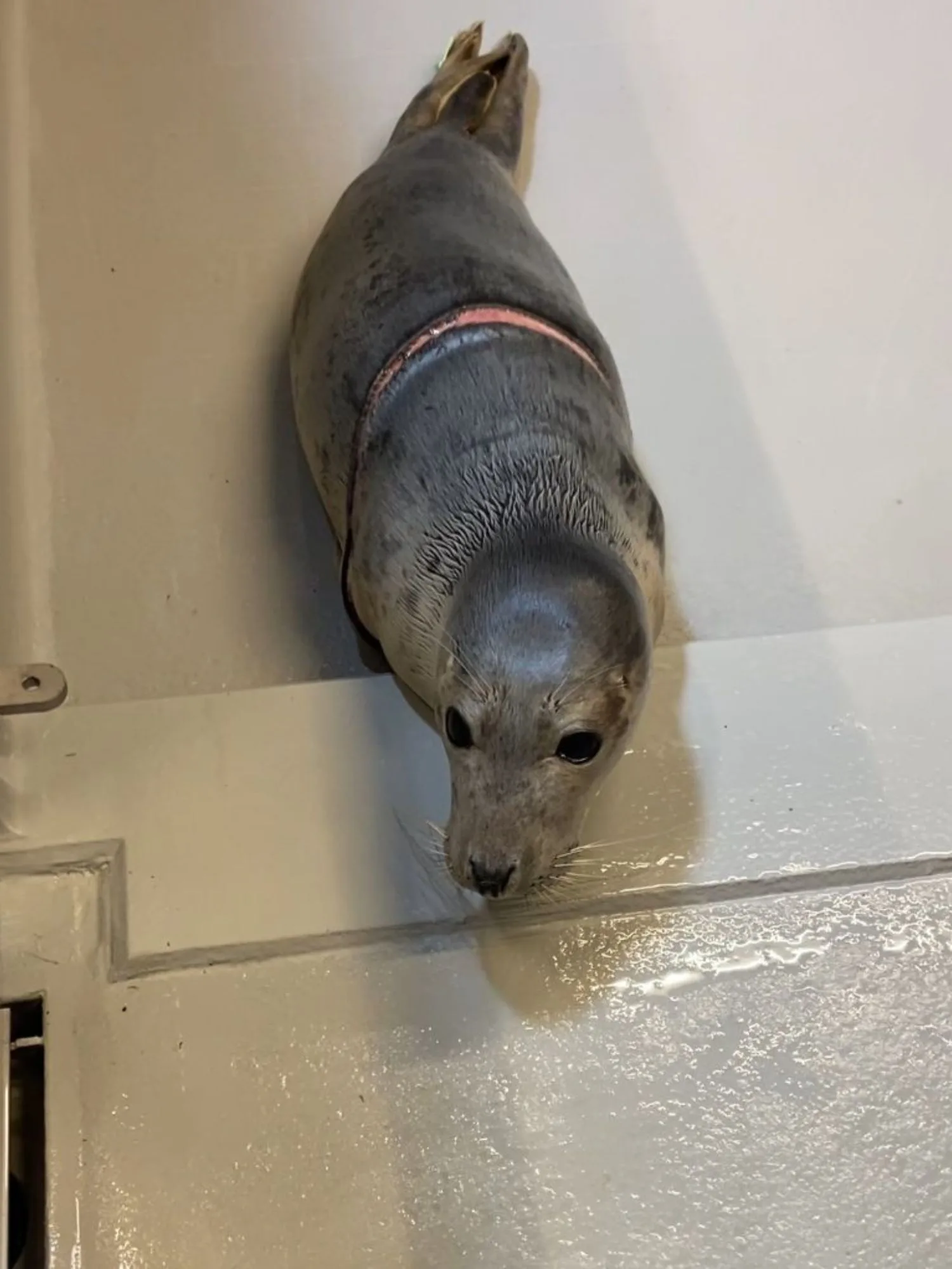 Ernstig gewonde zeehond verstrikt in visnet gevonden, heeft het niet overleefd