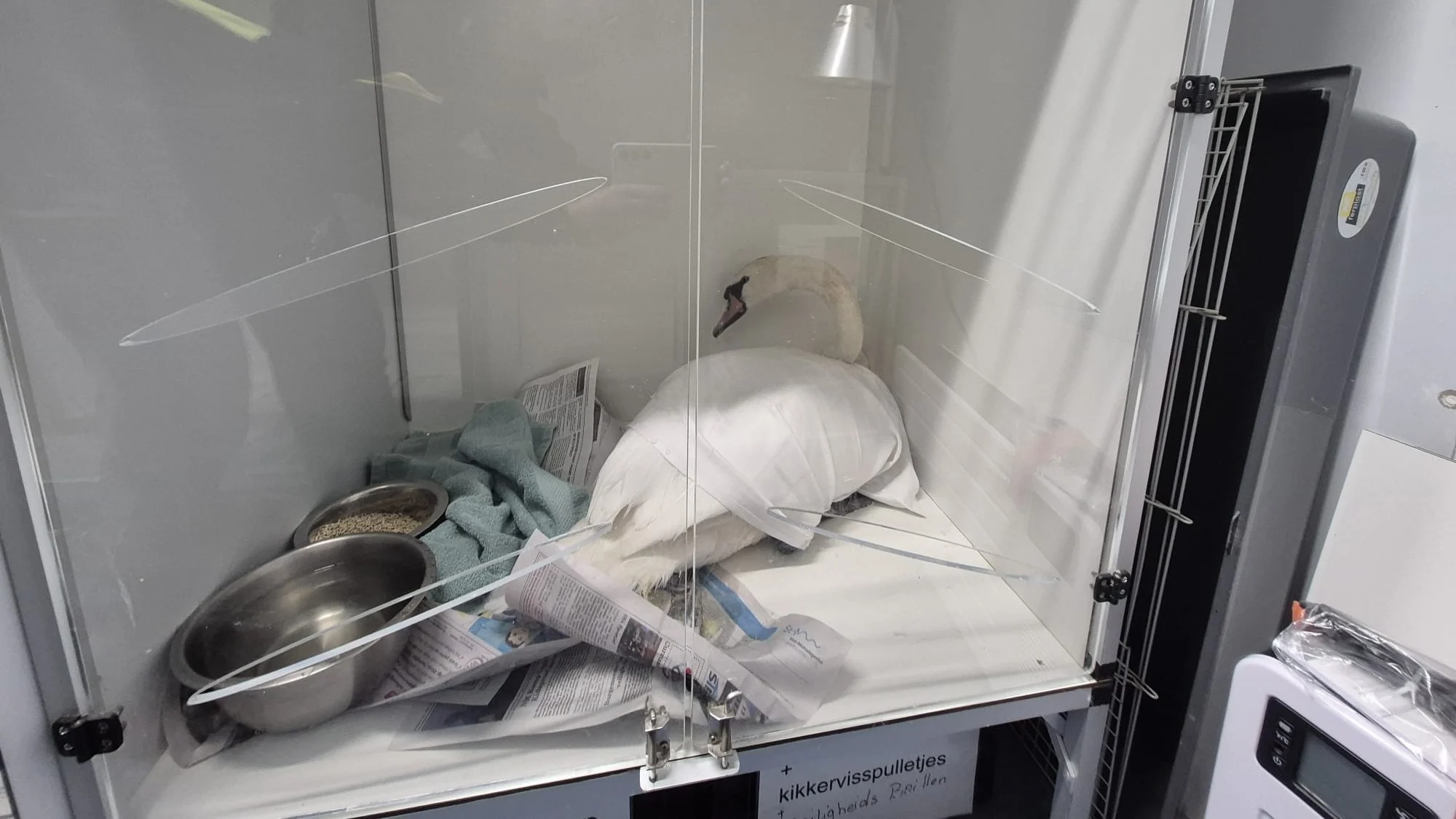 Zwaan mishandeld door groep jongeren in Den Bosch: 'Geschopt en aangereden'