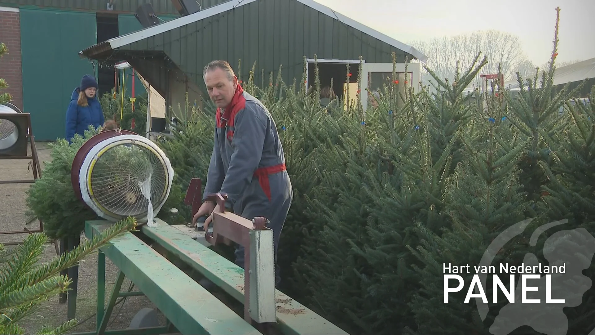 Kerstboomweker nu al druk met verkoop: 1 op 5 zet boom vóór 5 december